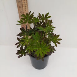 Salmon Star 13cm Pot -Ketler Outdoors Shop 13cm 1 2 43850.1662993431