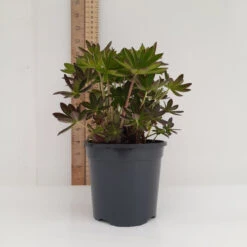 Lupinus West Country Lupin 'Masterpiece' 1L -Ketler Outdoors Shop 13cm 2 5 53629.1680687876