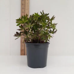 Terracotta 13cm Pot -Ketler Outdoors Shop 13cm 3 4 07224.1662993436