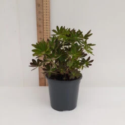 Manhattan Lights 13cm Pot -Ketler Outdoors Shop 13cm 4 80338.1662993419