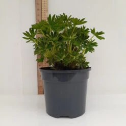 King Canute 19cm Pot -Ketler Outdoors Shop 19cm 1 1 13 66122.1662993415