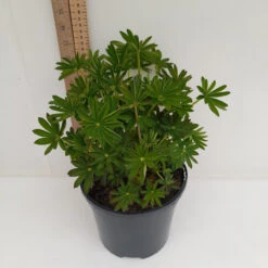 Masterpiece 19cm Pot 13 Masterpiece 19cm Pot -Ketler Outdoors Shop 19cm 2 8 89022.1680684766