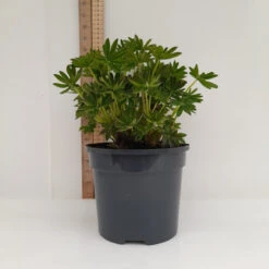 Masterpiece 19cm Pot 12 Masterpiece 19cm Pot -Ketler Outdoors Shop 19cm 3 3 18529.1680684766