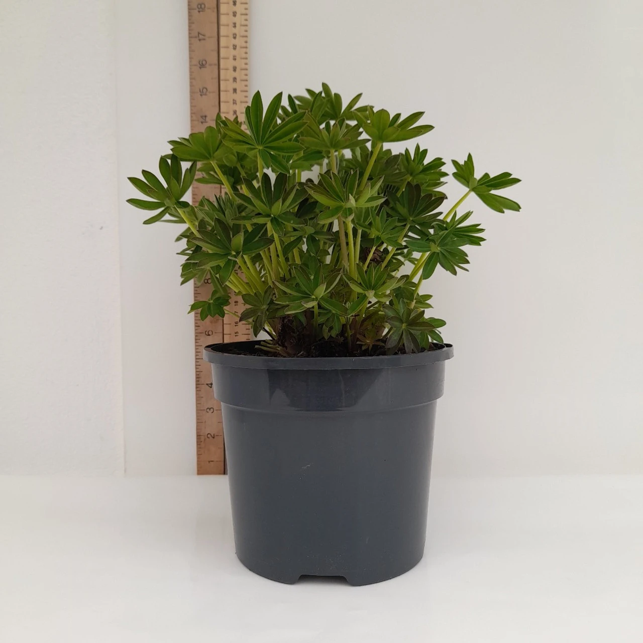 Masterpiece 19cm Pot 6 Masterpiece 19cm Pot - Image 4