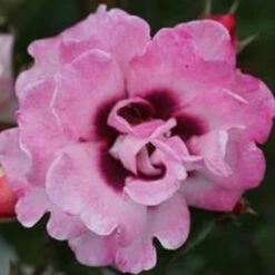 Bush Rose 'Angel Eyes' 5L