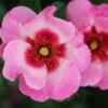 Bush Rose 'Bright As A Button' 5L -Ketler Outdoors Shop 1 bright as a button 1 39235.1678621520