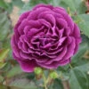 Bush Rose 'Ebb Tide' 5L 2 Bush Rose 'Ebb Tide' 5L -Ketler Outdoors Shop 1 ebb tide 64477.1674483783