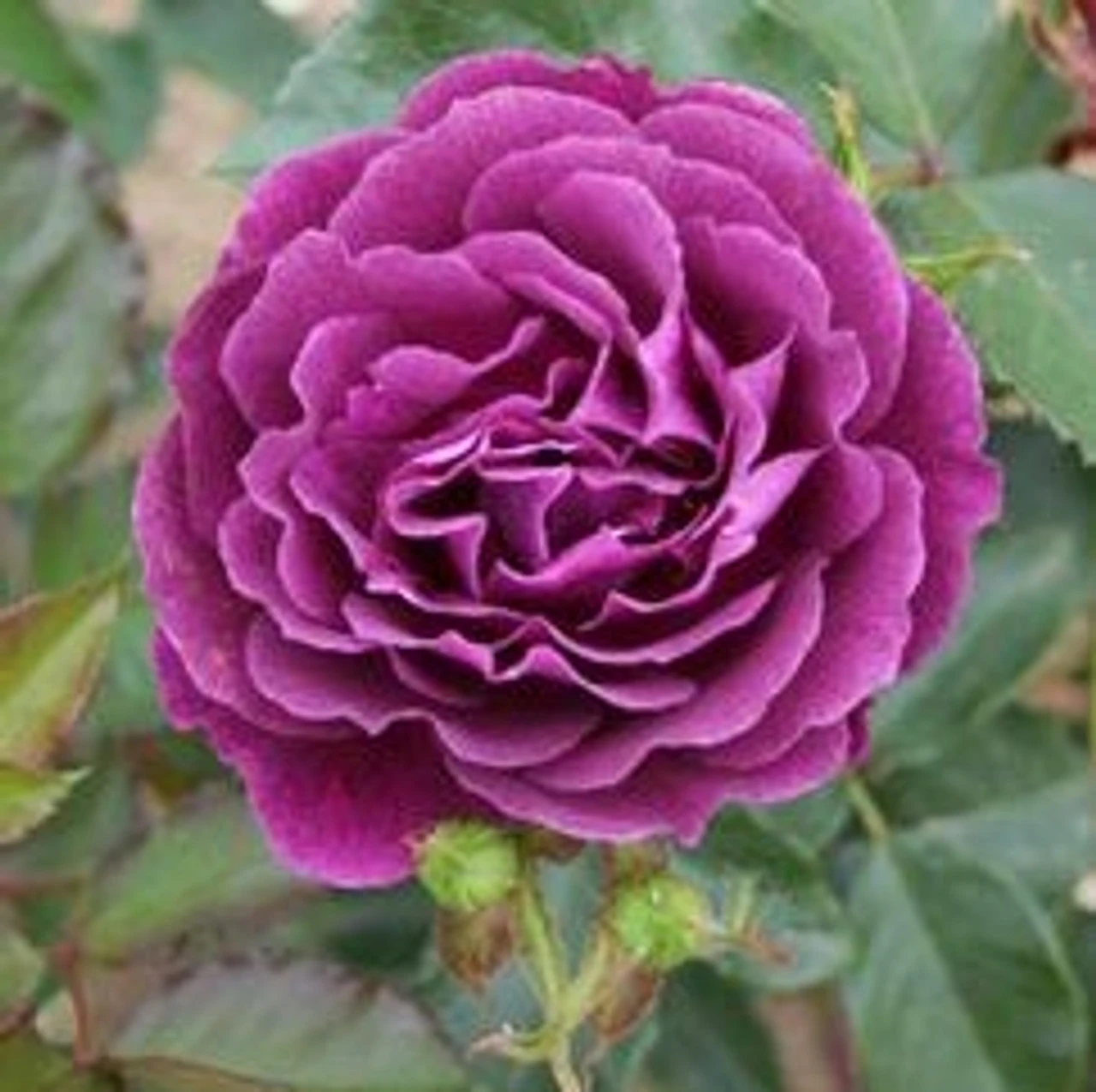 Bush Rose 'Ebb Tide' 5L 3 Bush Rose 'Ebb Tide' 5L