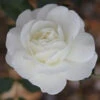 Bush Rose 'Iceberg' 5L -Ketler Outdoors Shop 1 iceberg 30222.1674483785