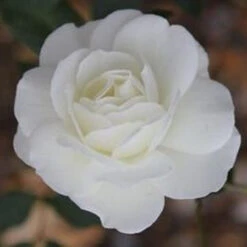 Bush Rose 'Iceberg' 5L