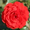 Bush Rose 'Trumpeter' 5L -Ketler Outdoors Shop 1 trumpeter 56897.1674483789