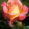 Bush Rose 'Inspiration' 5L -Ketler Outdoors Shop 2 inspiration 27158.1674483785
