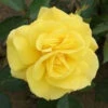 Bush Rose 'Korresia' 5L -Ketler Outdoors Shop 2 korresia 08254.1674483785
