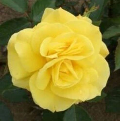 Bush Rose 'Korresia' 5L