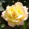 Bush Rose 'Peace' 5L -Ketler Outdoors Shop 2 peace 84697.1674483786
