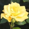 Bush Rose 'Precious Gold' 5L -Ketler Outdoors Shop 2 precious gold 65802.1674483787