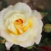 Bush Rose 'Sunny Sky' 5L -Ketler Outdoors Shop 2 sunny sky 46345.1674483788