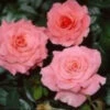 Bush Rose 'Tickled Pink' 5L -Ketler Outdoors Shop 2 tickled pink 62258.1674483789