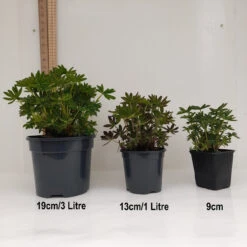 Cashmere Cream 13cm Pot -Ketler Outdoors Shop 3 pots 1 1 7 43474.1662993411