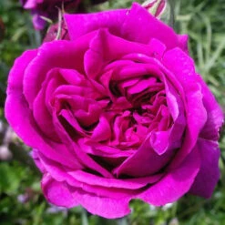 Gift Rose 'Timeless Purple' 5L