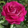 Bush Rose 'Belle Rives' 5L -Ketler Outdoors Shop Bush Rose Belle Rives 5L 37614.1680166736