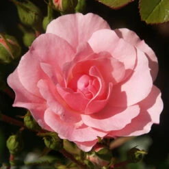 Bush Rose 'Bonica' 5L