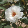 Bush Rose 'Margaret Merril' 5L -Ketler Outdoors Shop Bush Rose Margaret Merril FRAGRANT 5L 58121.1678361876