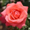 Bush Rose 'Showtime' 5L -Ketler Outdoors Shop Bush Rose Showtime 5L 93856.1678873163