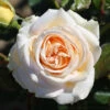 Bush Rose 'Timeless Cream' 5L -Ketler Outdoors Shop Bush Rose Timeless Cream 5L 97660.1678875540