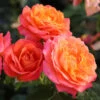Bush Rose 'Vulcano' 5L -Ketler Outdoors Shop Bush Rose Vulcano 5L 95859.1678962046
