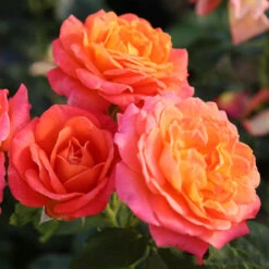 Bush Rose 'Vulcano' 5L