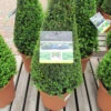 Buxus Sempervirens Medium Pyramid 26cm -Ketler Outdoors Shop Buxus Sempervirens Medium Pyramid 26cm 37690.1687697315