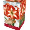 Amaryllis Candy Cane -Ketler Outdoors Shop Candy Cane 63452.1696942250