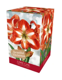 Amaryllis Candy Cane