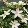 Clematis Montana Var Grandiflora 3L -Ketler Outdoors Shop Clematis Montana Var Grandiflora 3L 64288.1687702831