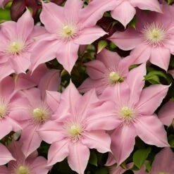 Clematis Montana Var Rubens 3L