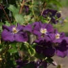 Clematis Viticella 'Etoile Violette' 3L -Ketler Outdoors Shop Clematis viticella Etoile Violette 3L 94360.1681823503