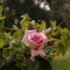 Climbing Rose 'Compassion' 5L -Ketler Outdoors Shop Climbing Rose Compassion 5L 18998.1678621528