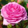 Climbing Rose 'Ozeana' 5L -Ketler Outdoors Shop Climbing Rose Ozeana 5L 79144.1678287479
