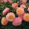 Climbing Rose 'Peach Melba' 5L -Ketler Outdoors Shop Climbing Rose Peach Melba 5L 29529.1680085174