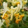 Lonicera Periclymenum 'Scentsation' 3L -Ketler Outdoors Shop Lonicera Periclymenum Scentsation 3L 19630.1686831562