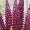 Lupinus West Country Lupin 'Masterpiece' 1L -Ketler Outdoors Shop Lupinus West Country Masterpiece 13cm 79332.1680687877
