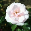 Gift Rose 'Many Happy Returns' 5L -Ketler Outdoors Shop PRSGIF0055 53279.1674483804