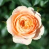 Patio Rose 'Sweet Dream' 4L 2 Patio Rose 'Sweet Dream' 4L -Ketler Outdoors Shop PRSMIN0206 97454.1678621543