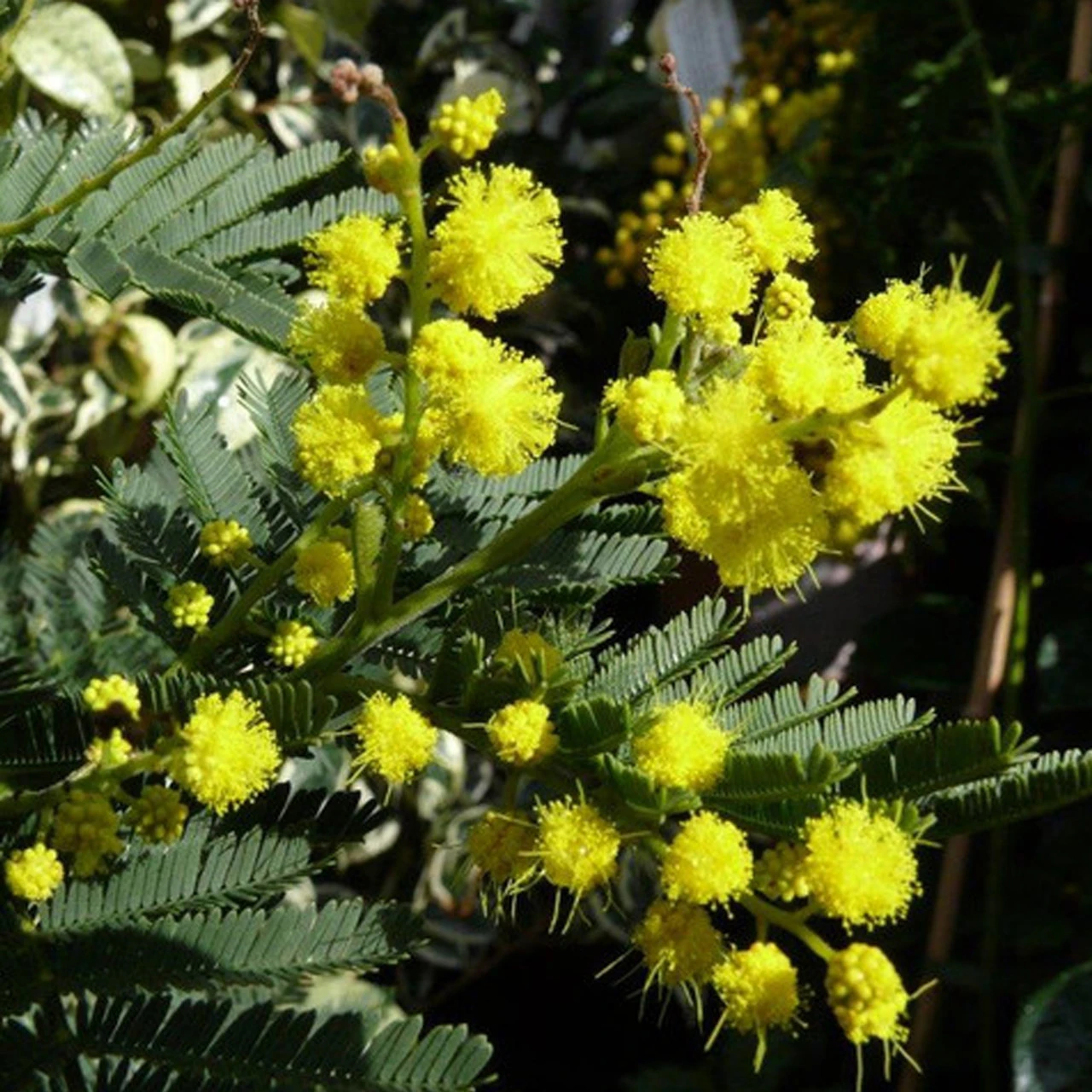 Acacia Dealbata Les Gaulois 3 Acacia Dealbata Les Gaulois