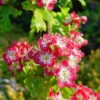 Crataegus Laevigata `Crimson Cloud' 13L -Ketler Outdoors Shop PTRORN0026 52052.1674487284