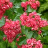 Crataegus Laevigata `Pauls Scarlet' 15L -Ketler Outdoors Shop PTRORN0027 56177.1674487206