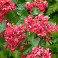 Crataegus Laevigata `Pauls Scarlet' 15L