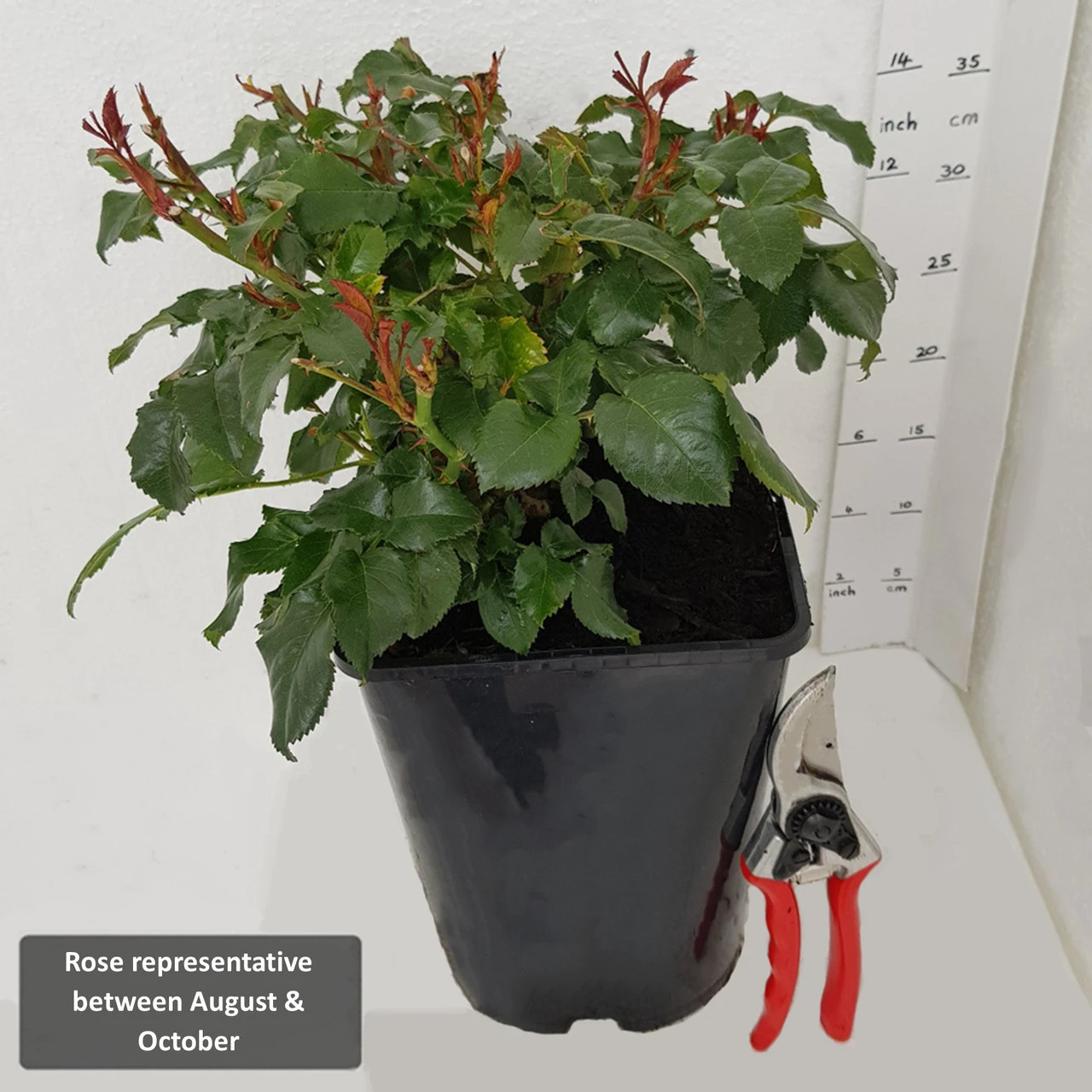 Bush Rose 'Ebb Tide' 5L 5 Bush Rose 'Ebb Tide' 5L - Image 3