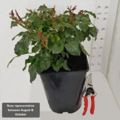 Gift Rose 'Remember Me' 5L -Ketler Outdoors Shop RoseRepAug Oct1 56126.1678621536